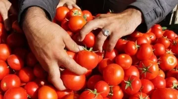 أسعار الطماطم والبصل تتراجع بشكل غير متوقع