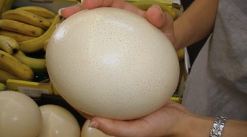 فوائد بيض النعام للصحة والجسم