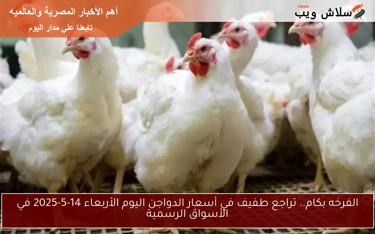 الفرخه بكام.. تراجع طفيف في أسعار الدواجن اليوم الأربعاء 14-5-2025 في الأسواق الرسمية