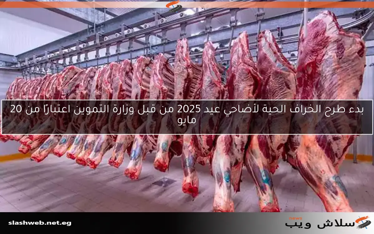 بدء طرح الخراف الحية لأضاحي عيد 2025 من قبل وزارة التموين اعتبارًا من 20 مايو