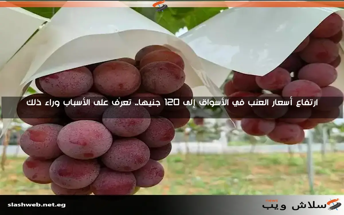 ارتفاع أسعار العنب في الأسواق إلى 120 جنيها.. تعرف على الأسباب وراء ذلك