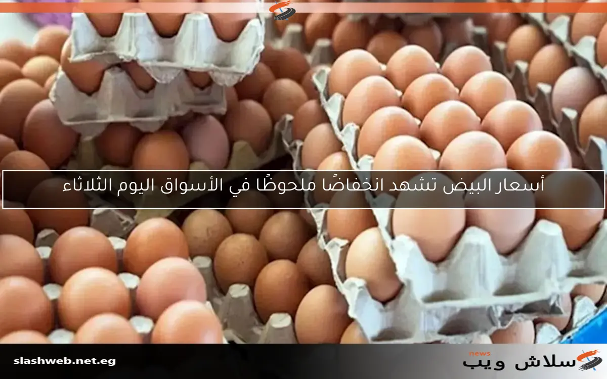 أسعار البيض تشهد انخفاضًا ملحوظًا في الأسواق اليوم الثلاثاء
