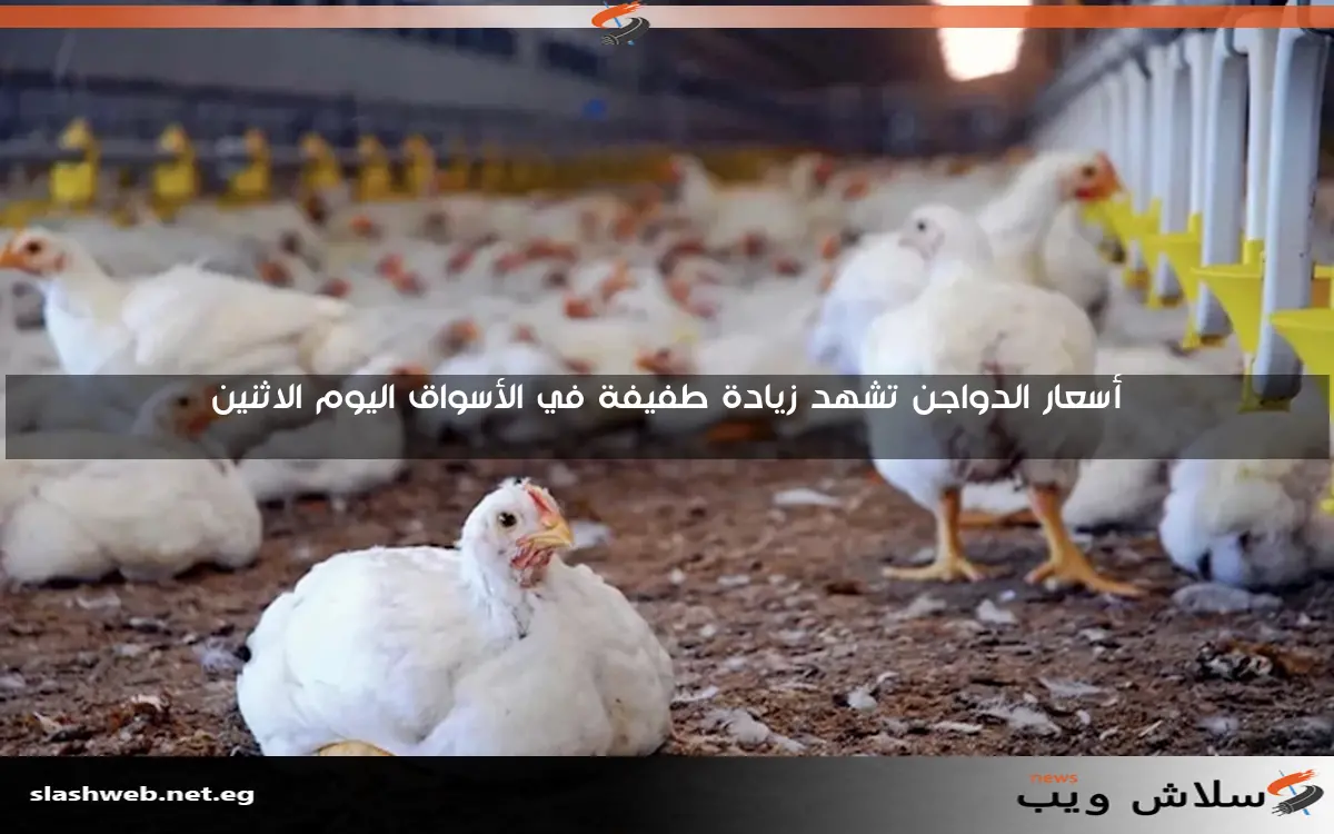 أسعار الدواجن تشهد زيادة طفيفة في الأسواق اليوم الاثنين