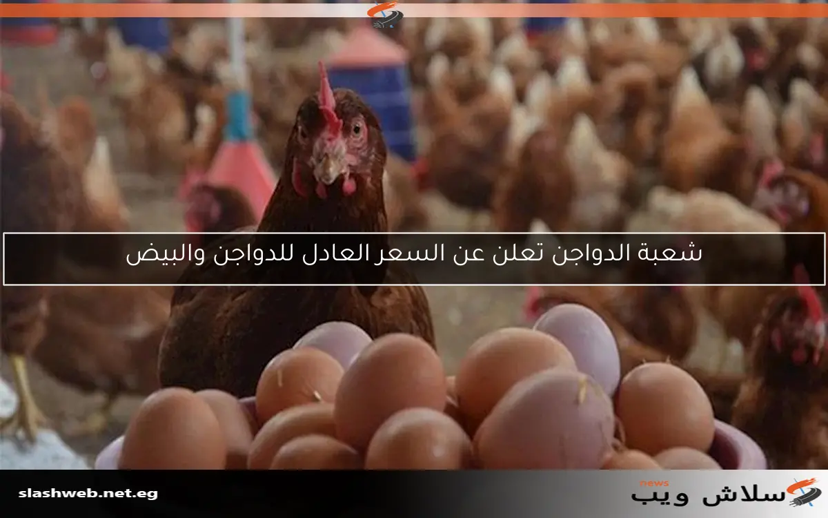 شعبة الدواجن تعلن عن السعر العادل للدواجن والبيض