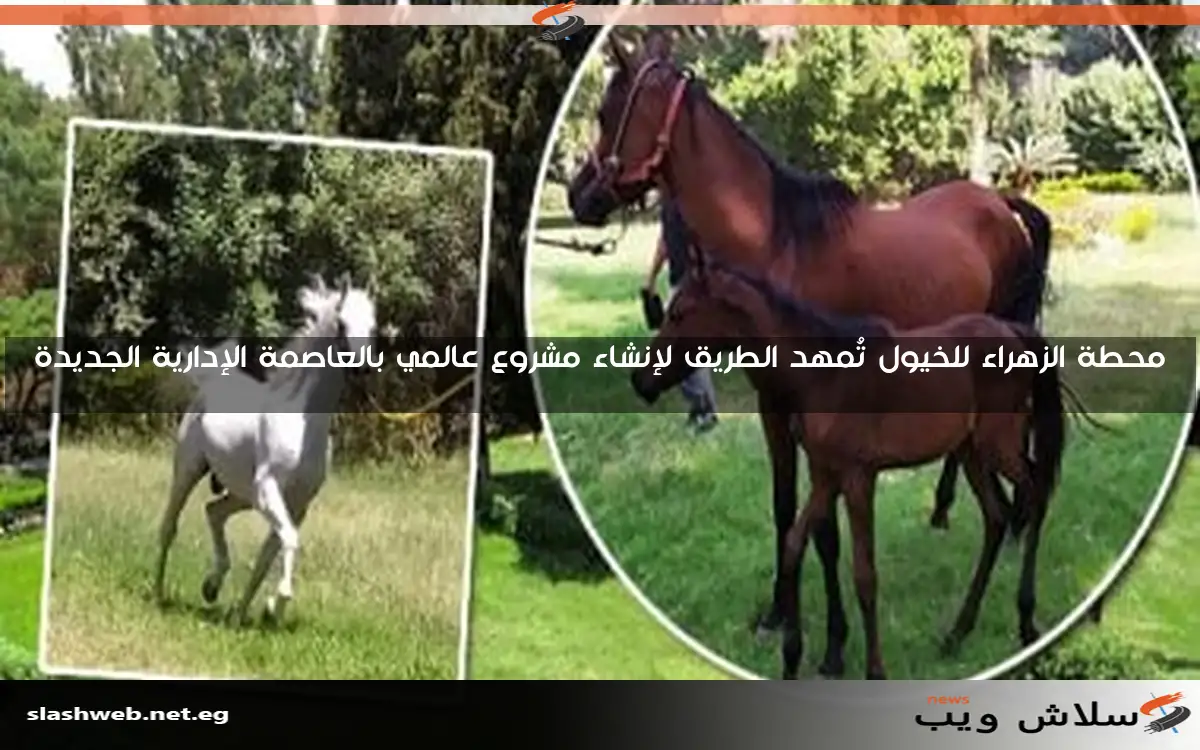 محطة الزهراء للخيول تُمهد الطريق لإنشاء مشروع عالمي بالعاصمة الإدارية الجديدة