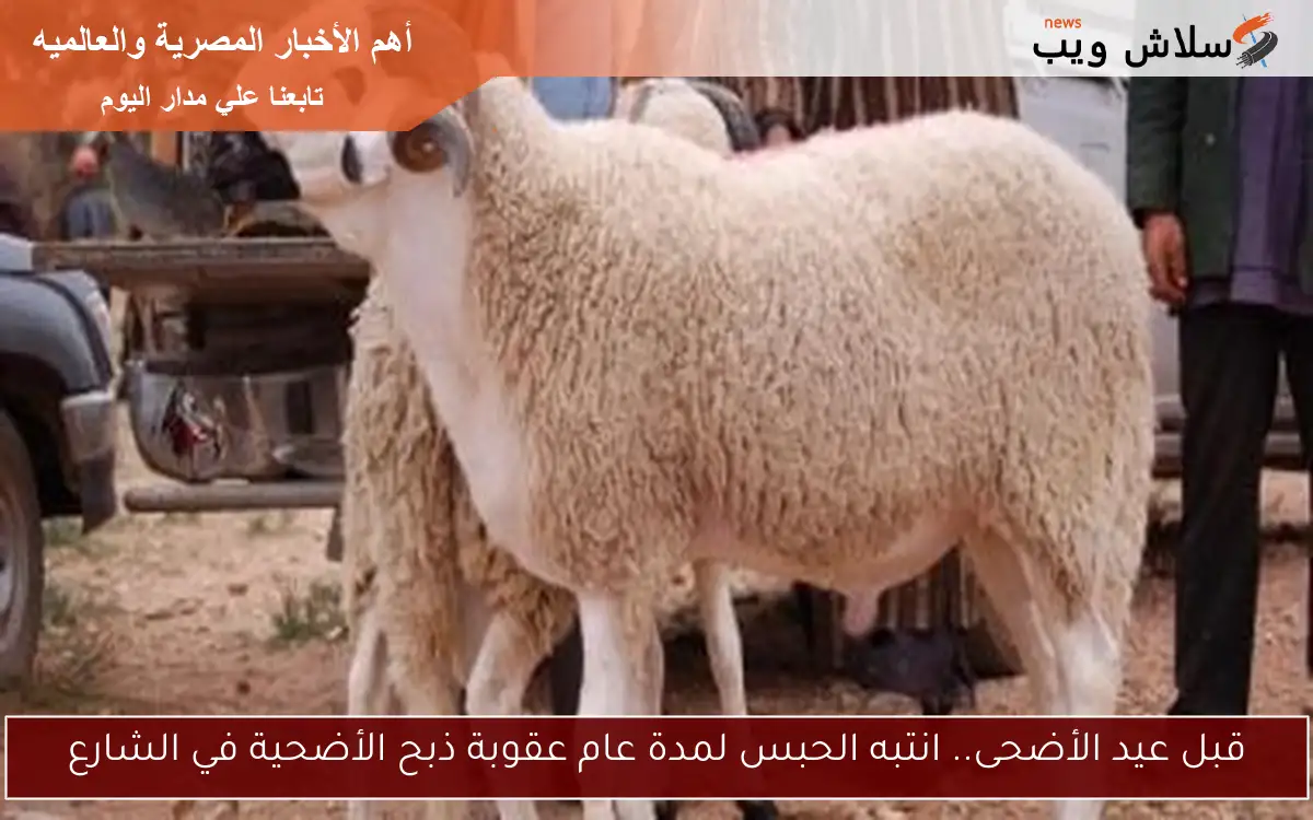 قبل عيد الأضحى.. انتبه الحبس لمدة عام عقوبة ذبح الأضحية في الشارع