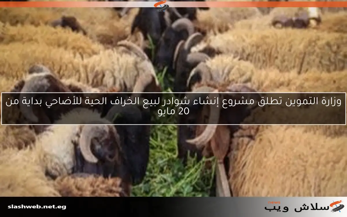 وزارة التموين تطلق مشروع إنشاء شوادر لبيع الخراف الحية للأضاحي بداية من 20 مايو
