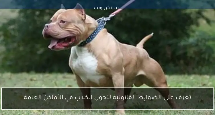 تعرف على الضوابط القانونية لتجول الكلاب في الأماكن العامة
