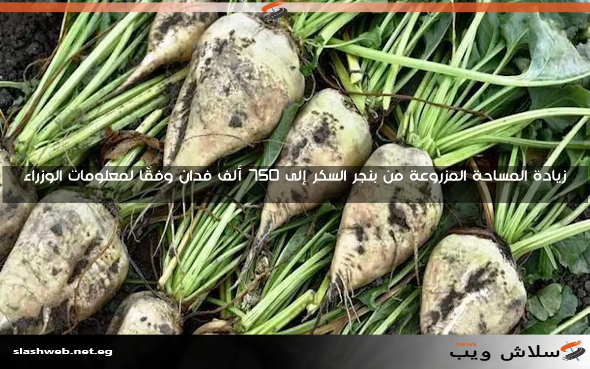 زيادة المساحة المزروعة من بنجر السكر إلى 750 ألف فدان وفقًا لمعلومات الوزراء