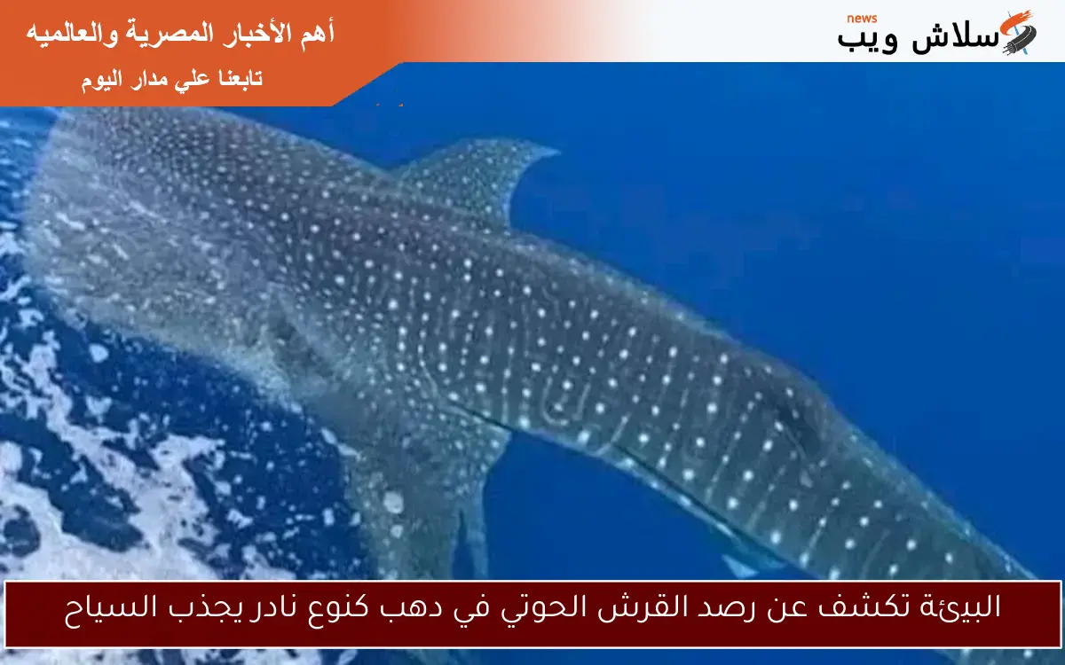 البيئة تكشف عن رصد القرش الحوتي في دهب كنوع نادر يجذب السياح