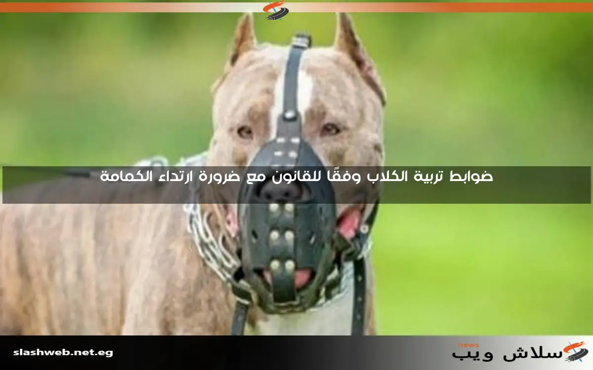 ضوابط تربية الكلاب وفقًا للقانون مع ضرورة ارتداء الكمامة