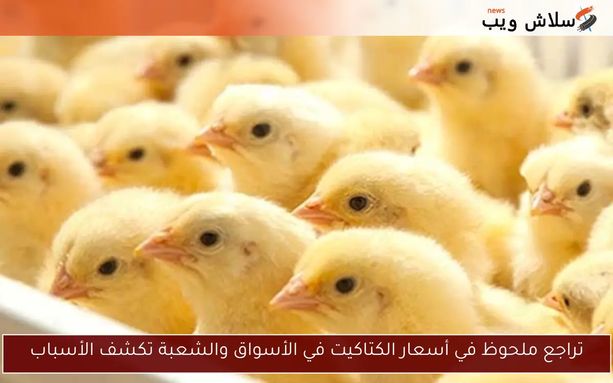 تراجع ملحوظ في أسعار الكتاكيت في الأسواق والشعبة تكشف الأسباب