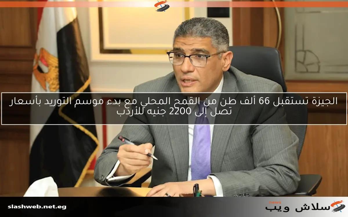 الجيزة تستقبل 66 ألف طن من القمح المحلي مع بدء موسم التوريد بأسعار تصل إلى 2200 جنيه للأردب