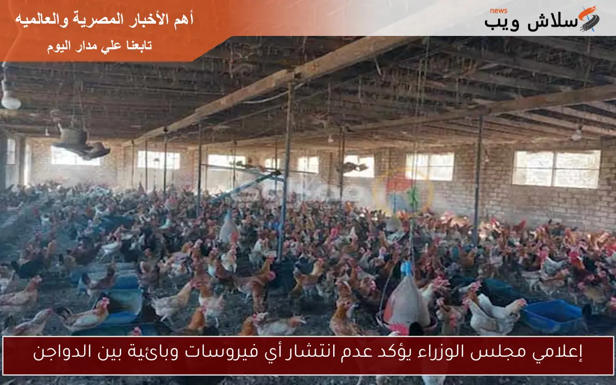 إعلامي مجلس الوزراء يؤكد عدم انتشار أي فيروسات وبائية بين الدواجن