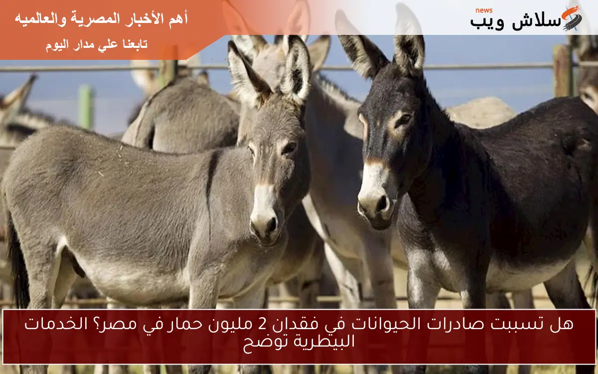 هل تسببت صادرات الحيوانات في فقدان 2 مليون حمار في مصر؟ الخدمات البيطرية توضح