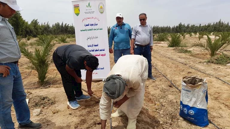 مشروع “بحوث الصحراء” يطلق 10 حقول لتعليم زراعة عباد الشمس الزيتي في جنوب سيناء