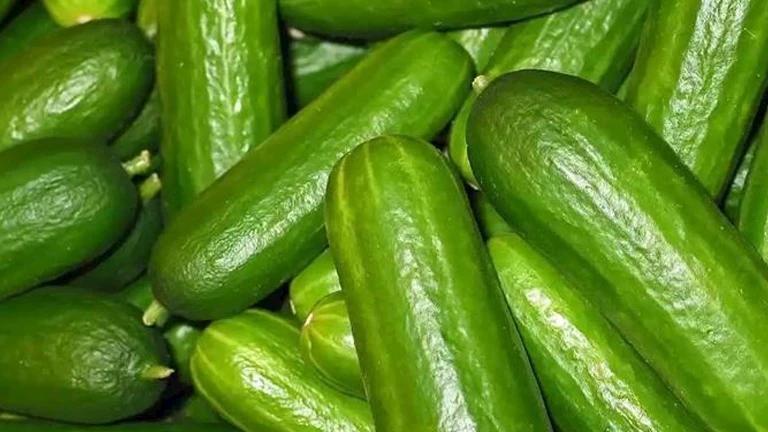أسعار الخضروات والفاكهة في سوق العبور اليوم تشهد ارتفاعًا ملحوظًا في أسعار الخيار