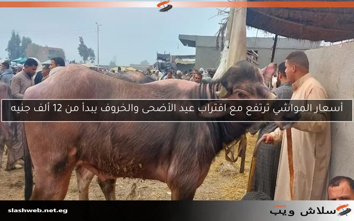 أسعار المواشي ترتفع مع اقتراب عيد الأضحى والخروف يبدأ من 12 ألف جنيه
