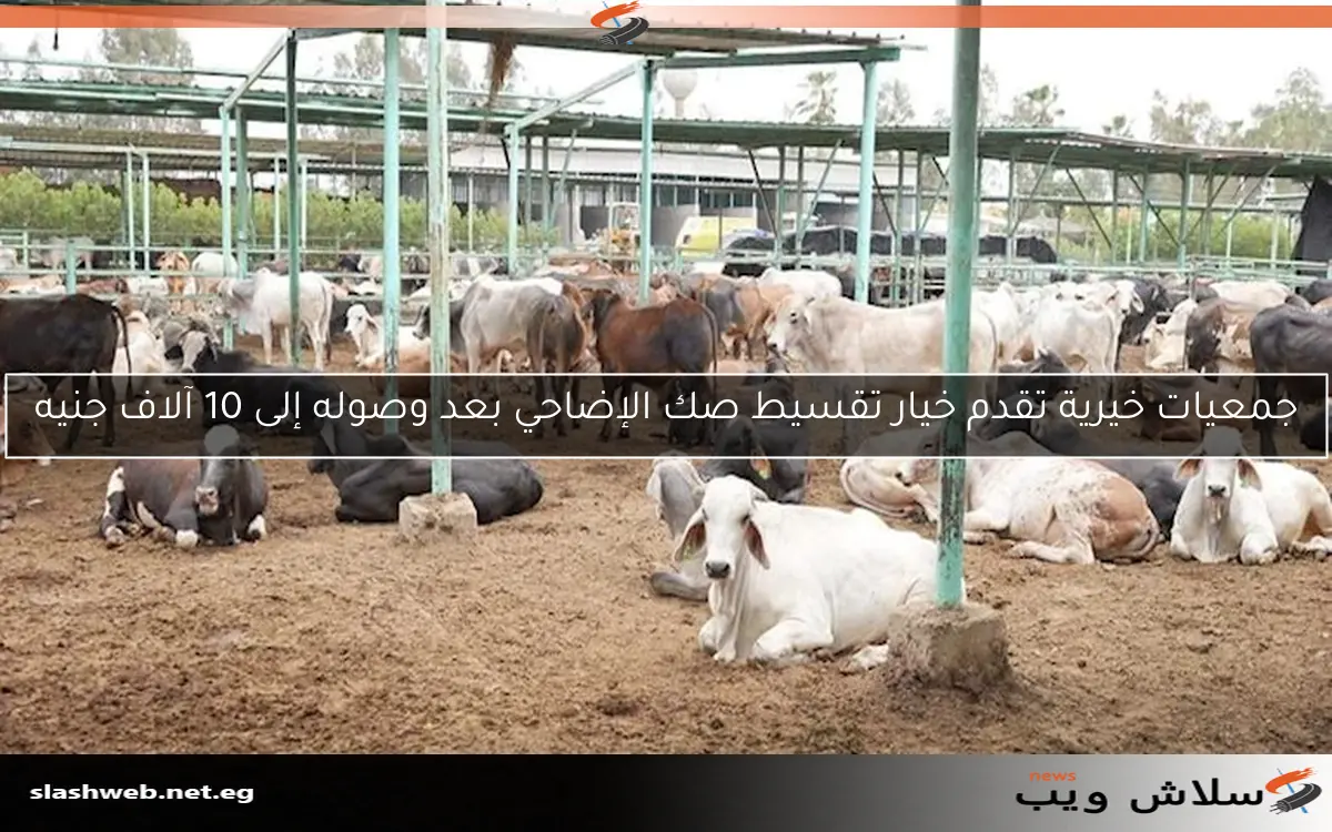 جمعيات خيرية تقدم خيار تقسيط صك الإضاحي بعد وصوله إلى 10 آلاف جنيه