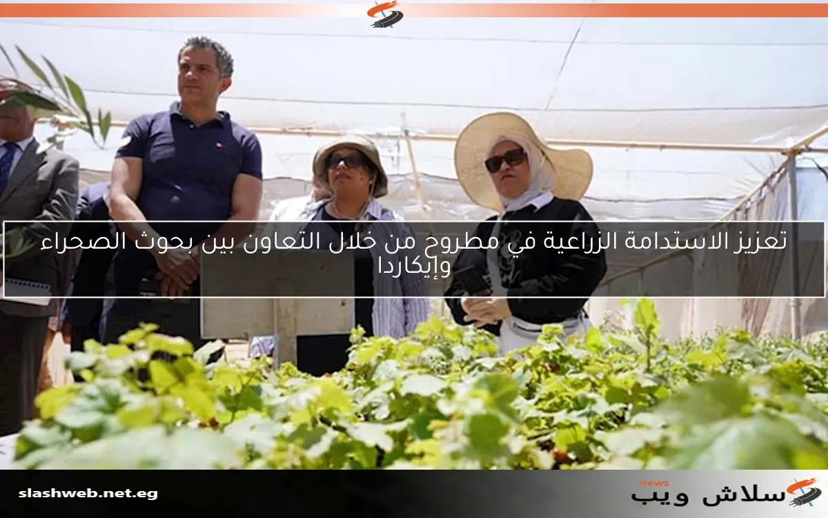 تعزيز الاستدامة الزراعية في مطروح من خلال التعاون بين بحوث الصحراء وإيكاردا