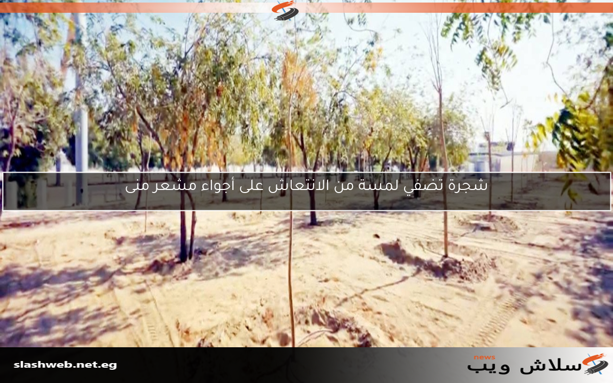 شجرة تضفي لمسة من الانتعاش على أجواء مشعر منى