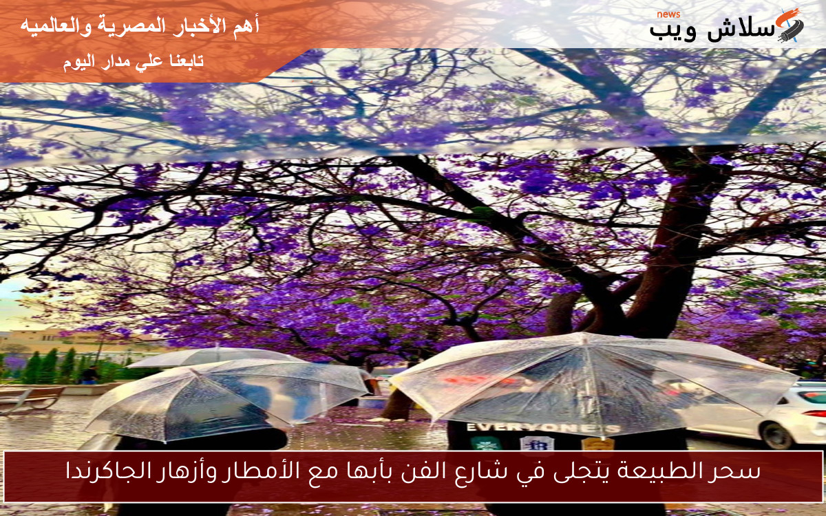 سحر الطبيعة يتجلى في شارع الفن بأبها مع الأمطار وأزهار الجاكرندا