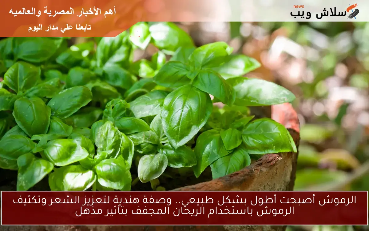 الرموش أصبحت أطول بشكل طبيعي.. وصفة هندية لتعزيز الشعر وتكثيف الرموش باستخدام الريحان المجفف بتأثير مذهل