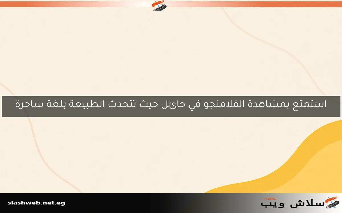 استمتع بمشاهدة الفلامنجو في حائل حيث تتحدث الطبيعة بلغة ساحرة
