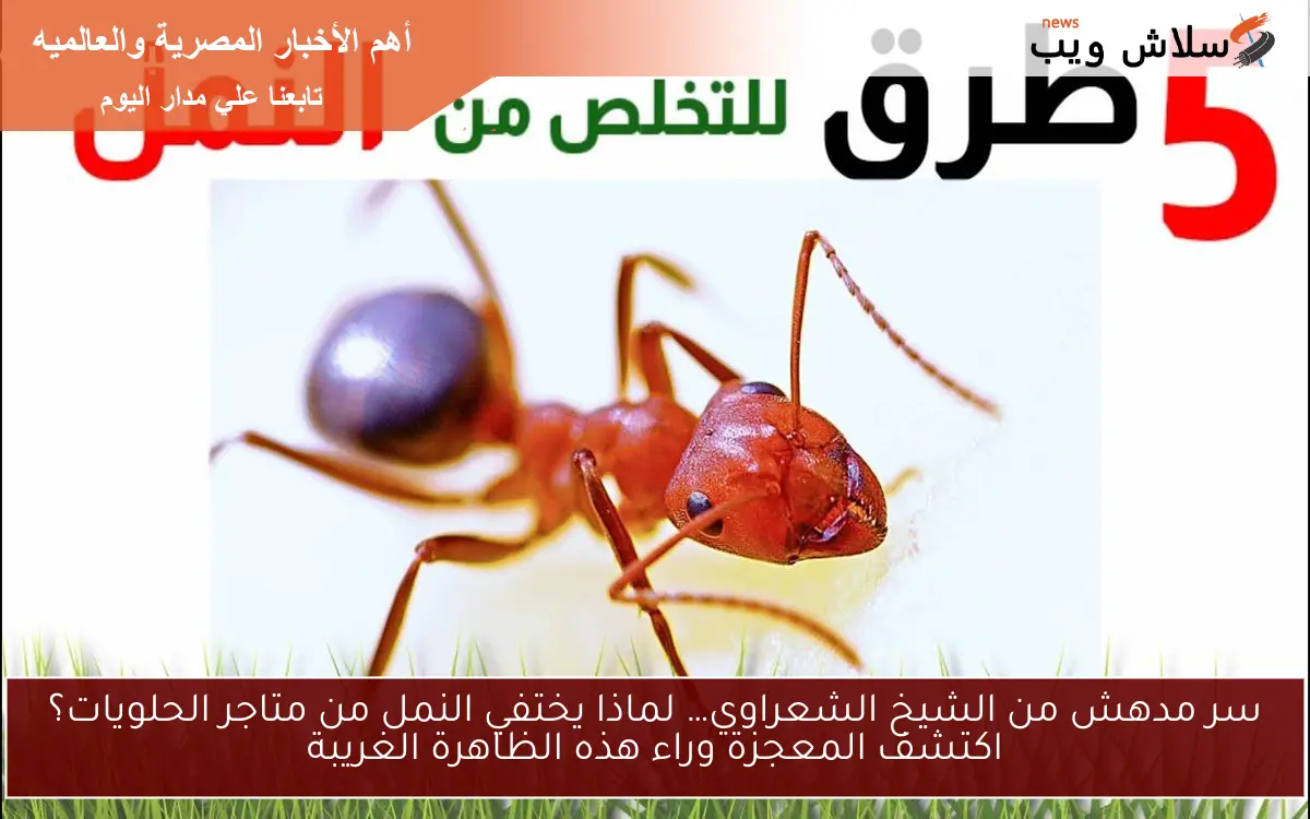 سر مدهش من الشيخ الشعراوي… لماذا يختفي النمل من متاجر الحلويات؟ اكتشف المعجزة وراء هذه الظاهرة الغريبة