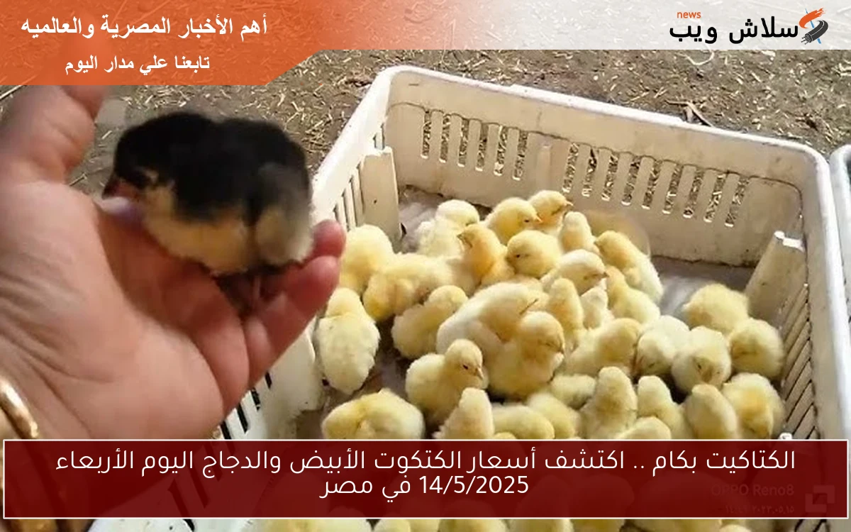 الكتاكيت بكام .. اكتشف أسعار الكتكوت الأبيض والدجاج اليوم الأربعاء 14/5/2025 في مصر