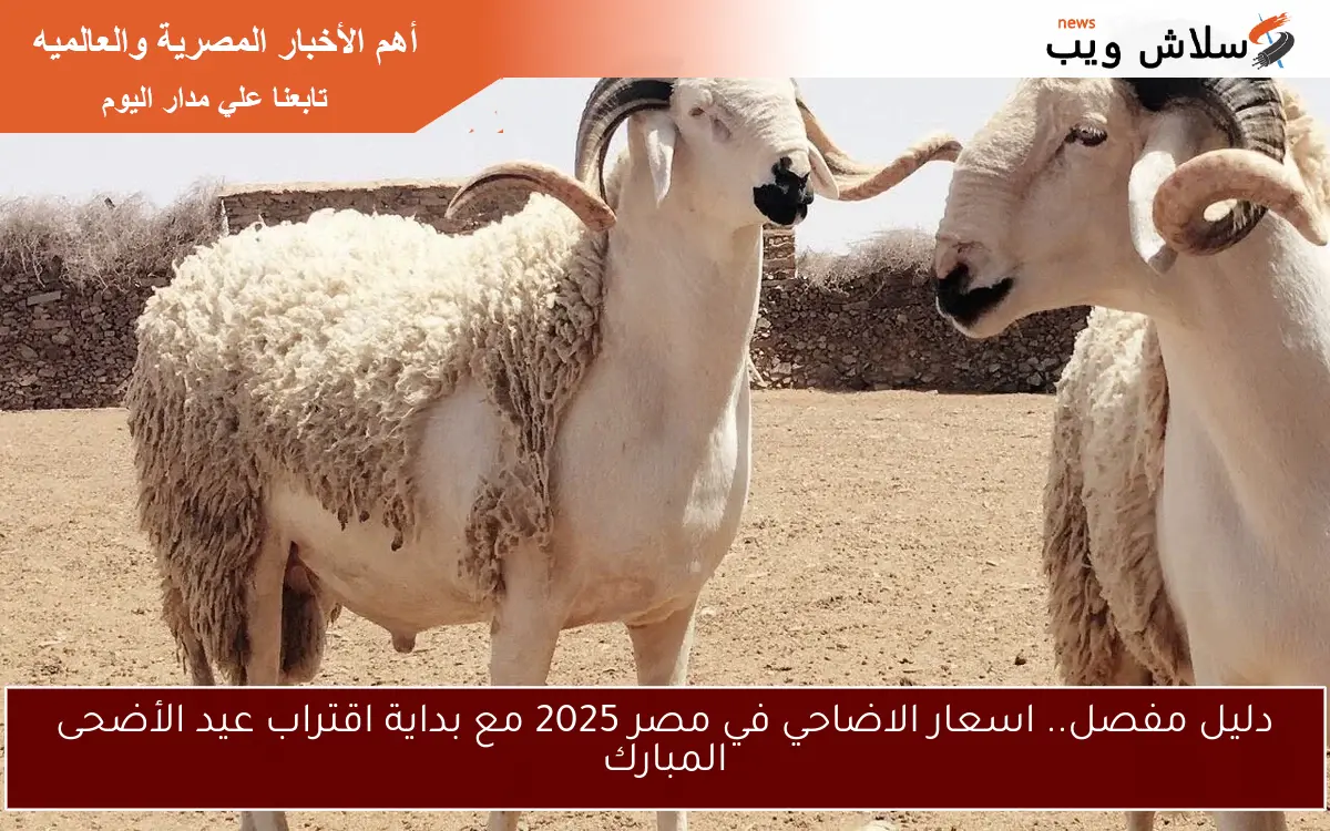 دليل مفصل.. اسعار الاضاحي في مصر 2025 مع بداية اقتراب عيد الأضحى المبارك