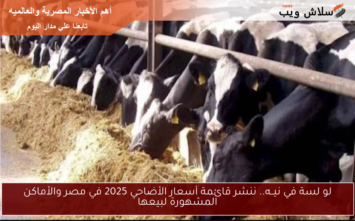 لو لسة في نيــه.. ننشر قائمة أسعار الأضاحي 2025 في مصر والأماكن المشهورة لبيعها