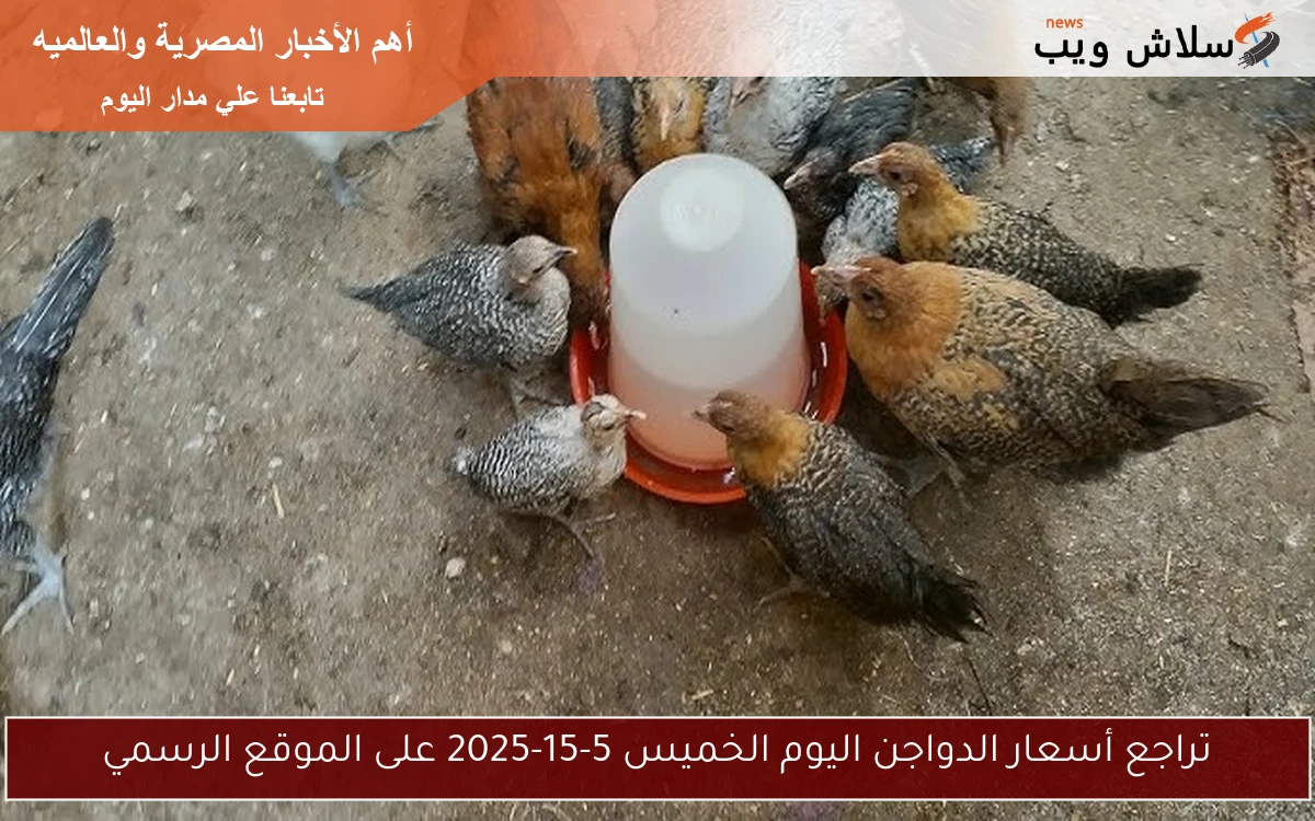 تراجع أسعار الدواجن اليوم الخميس 5-15-2025 على الموقع الرسمي