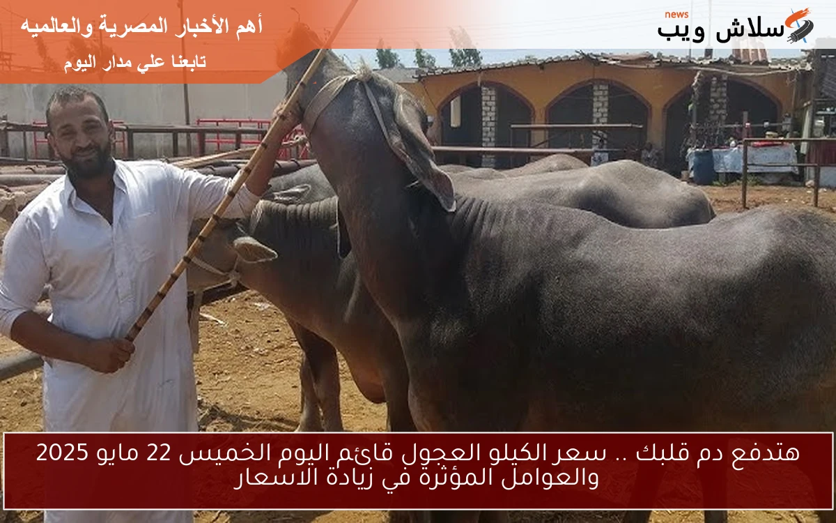 هتدفع دم قلبك لو إتأخرت.. سعر الكيلو العجول قائم اليوم السبت 24 مايو 2025 والعوامل المؤثرة في زيادة السعر
