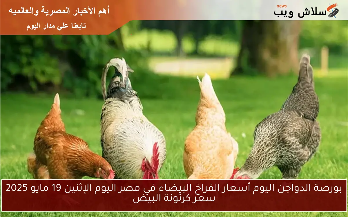 بورصة الدواجن اليوم أسعار الفراخ البيضاء في مصر اليوم الإثنين 19 مايو 2025 سعر كرتونة البيض