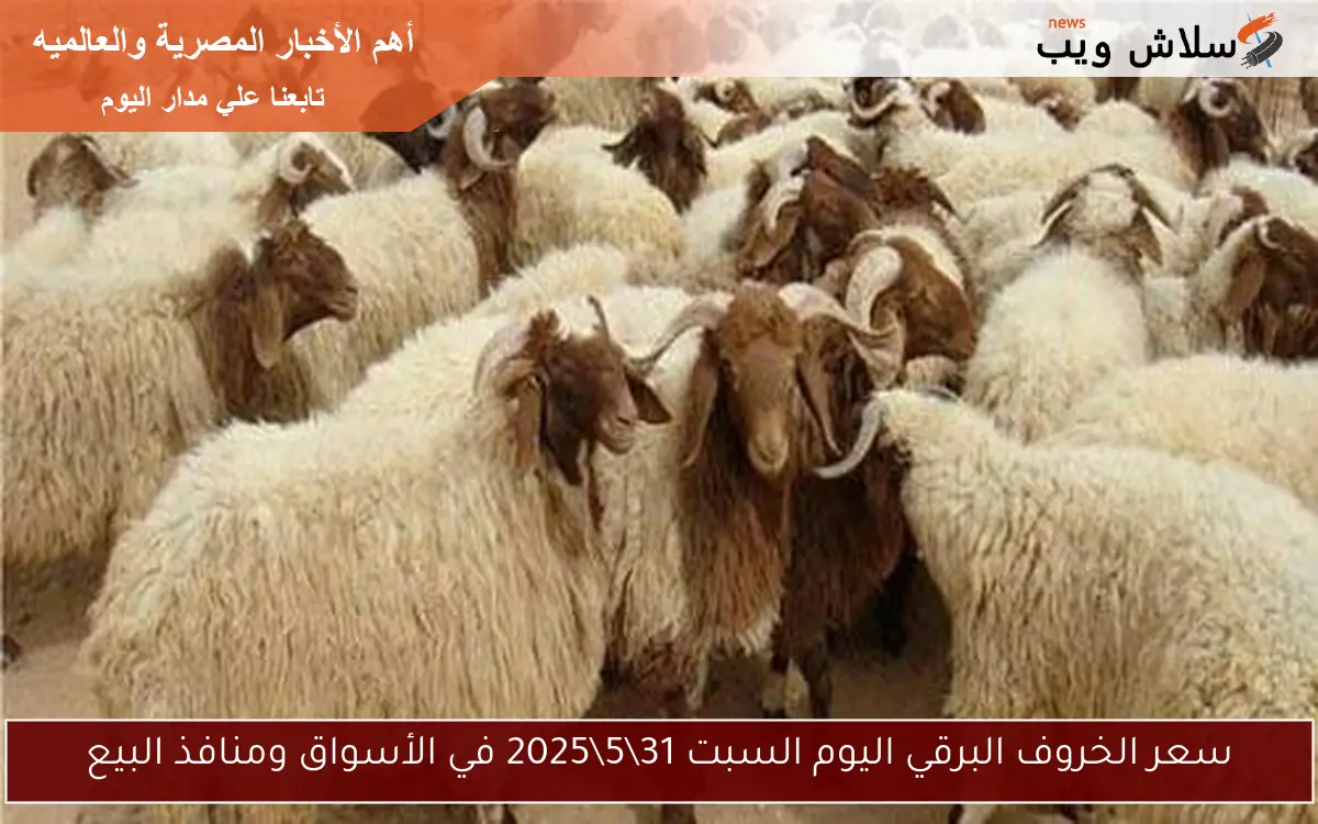 سعر الخروف البرقي اليوم السبت 31\5\2025 في الأسواق ومنافذ البيع