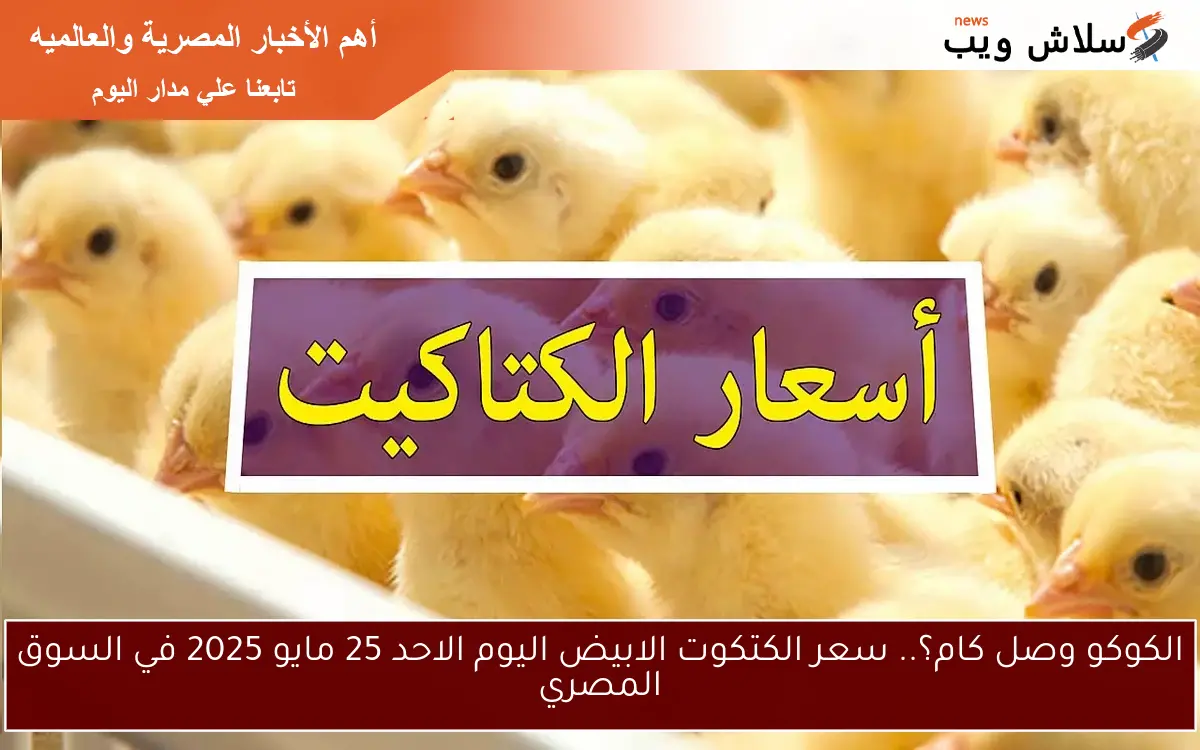 الساسو وصل لكام؟.. سعر الكتكوت الابيض اليوم الأثنين 26 مايو 2025 وأسعار الدواجن في السوق المصري