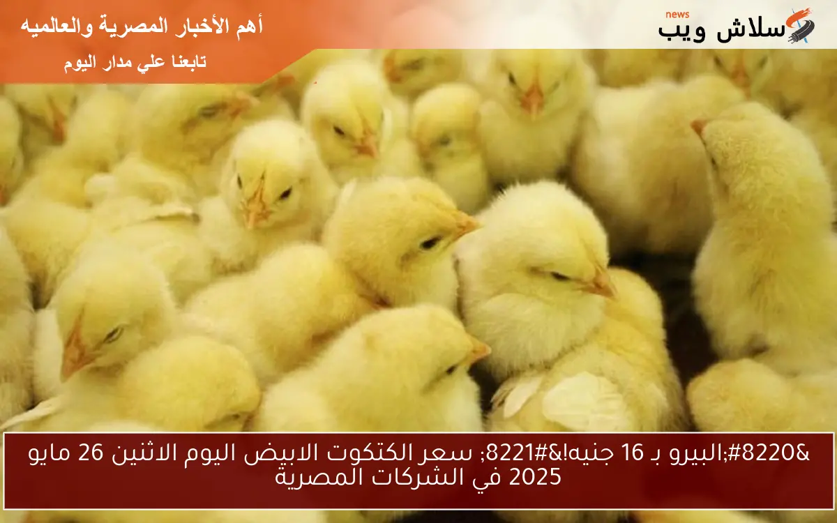 “البيرو بـ 16 جنيه!” سعر الكتكوت الابيض اليوم الاثنين 26 مايو 2025 في الشركات المصرية