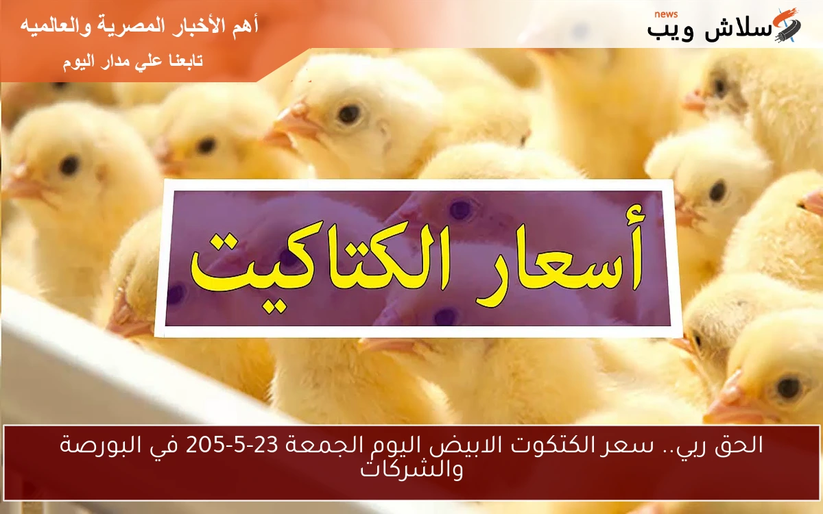 الكتكوته عمر يوم واحد بكام ؟؟ .. سعر الكتكوت الابيض اليوم السبت 24-5-205 في البورصة والشركات