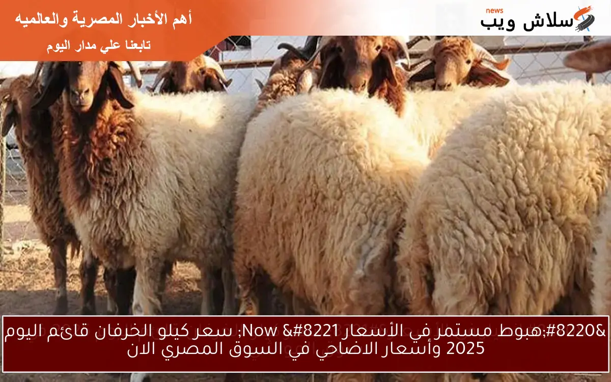 “انهيار عام في الأسعار السنة دي Now ” سعر كيلو الخرفان قائم اليوم 2025 وأسعار الاضاحي في السوق المصري الان