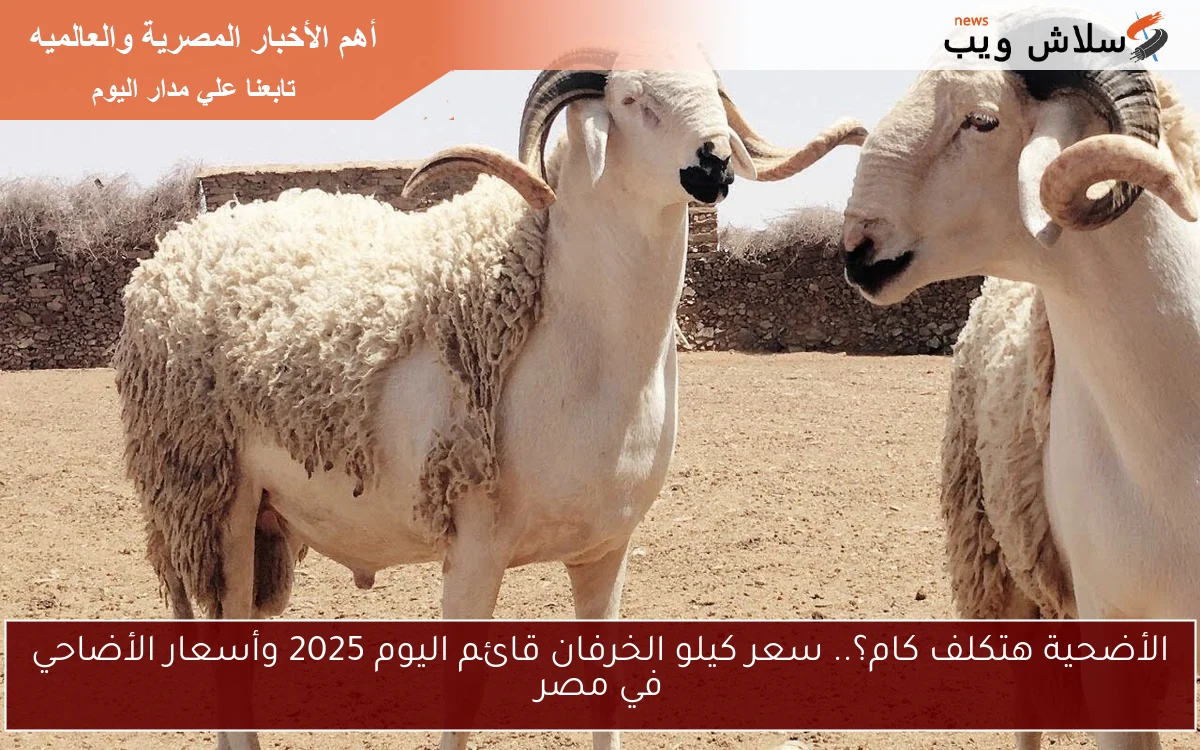 ”الأضحية بالميزان” سعر كيلو الخرفان قائم اليوم الاثنين 2025 في محلات الجزارة، وأسعار الاضاحي في الأسواق المصرية