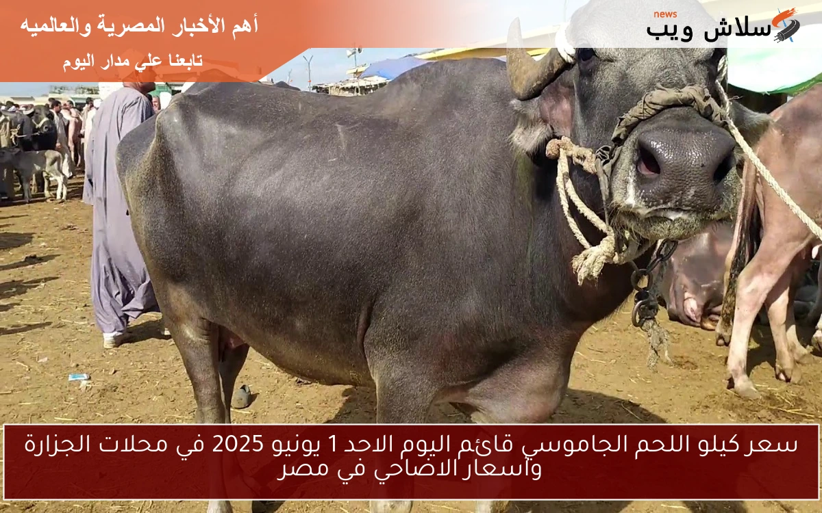 سعر كيلو اللحم الجاموسي قائم اليوم الاحد 1 يونيو 2025 في محلات الجزارة وأسعار الاضاحي في مصر