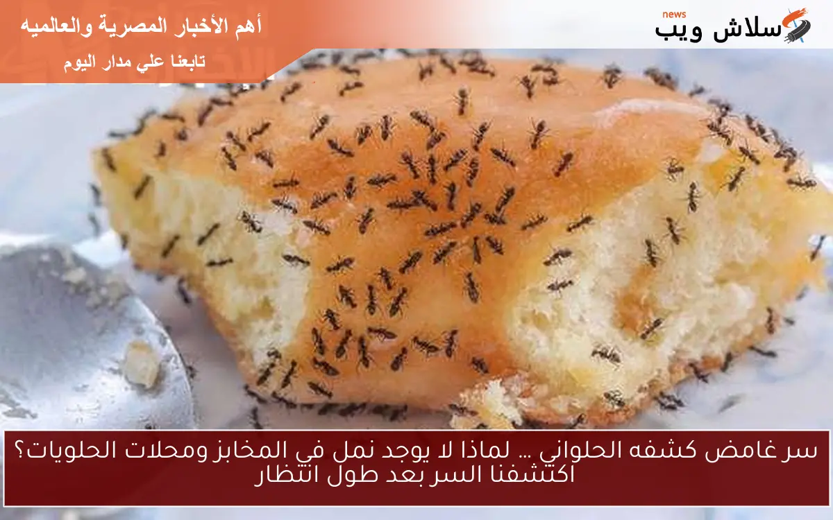 سر غامض كشفه الحلواني … لماذا لا يوجد نمل في المخابز ومحلات الحلويات؟ اكتشفنا السر بعد طول انتظار