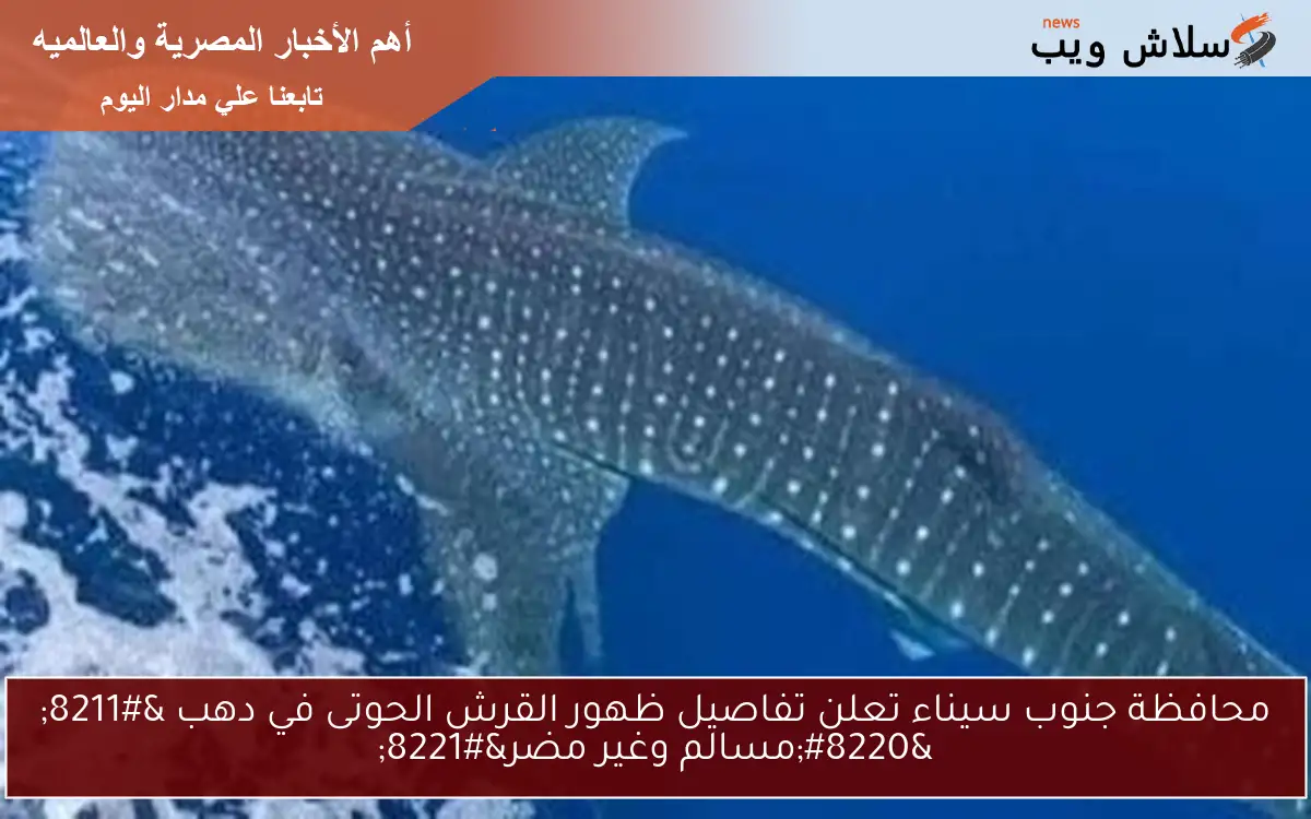 محافظة جنوب سيناء تعلن تفاصيل ظهور القرش الحوتى في دهب – “مسالم وغير مضر”