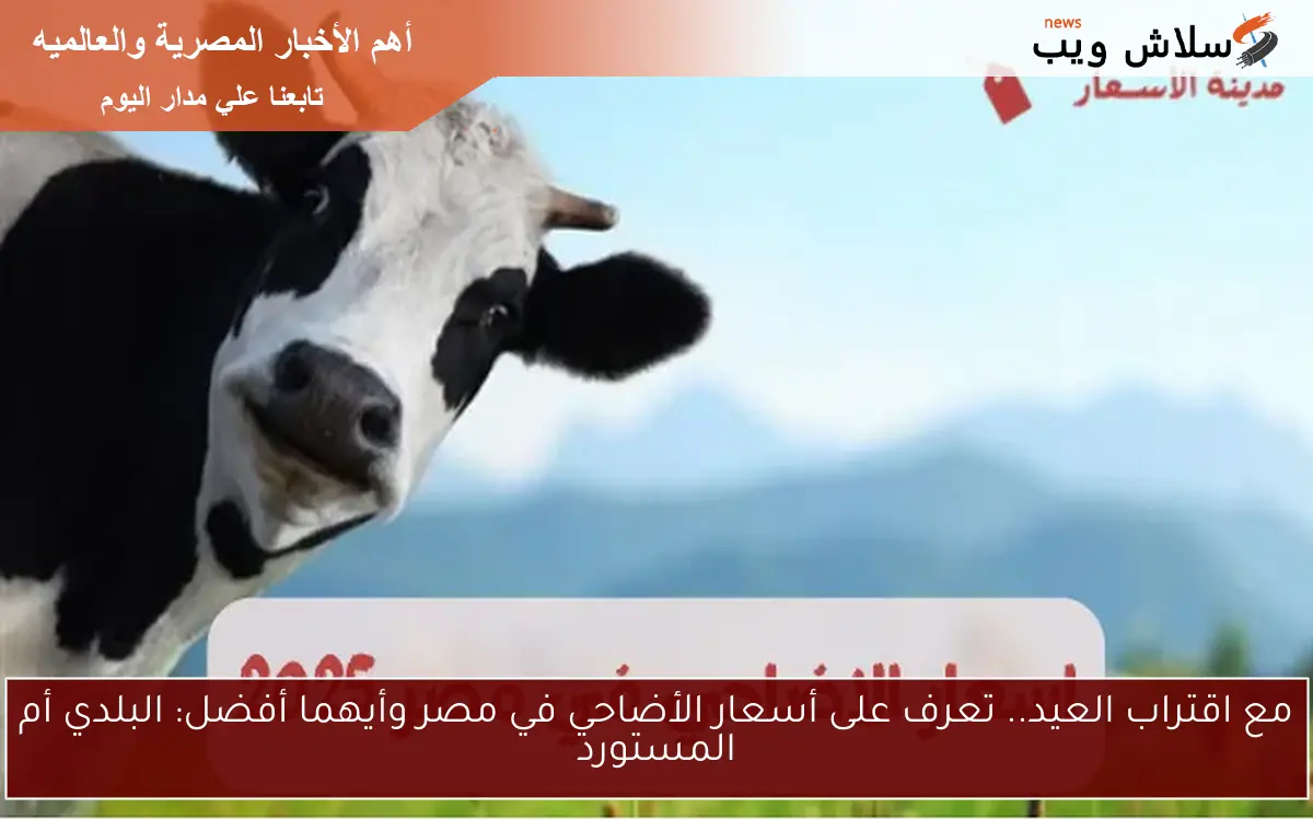 مع اقتراب العيد.. تعرف على أسعار الأضاحي في مصر وأيهما أفضل: البلدي أم المستورد