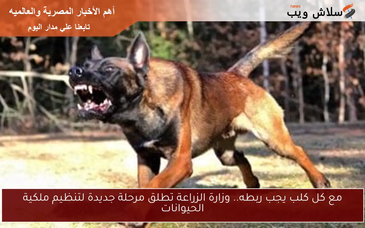 مع كل كلب يجب ربطه.. وزارة الزراعة تطلق مرحلة جديدة لتنظيم ملكية الحيوانات