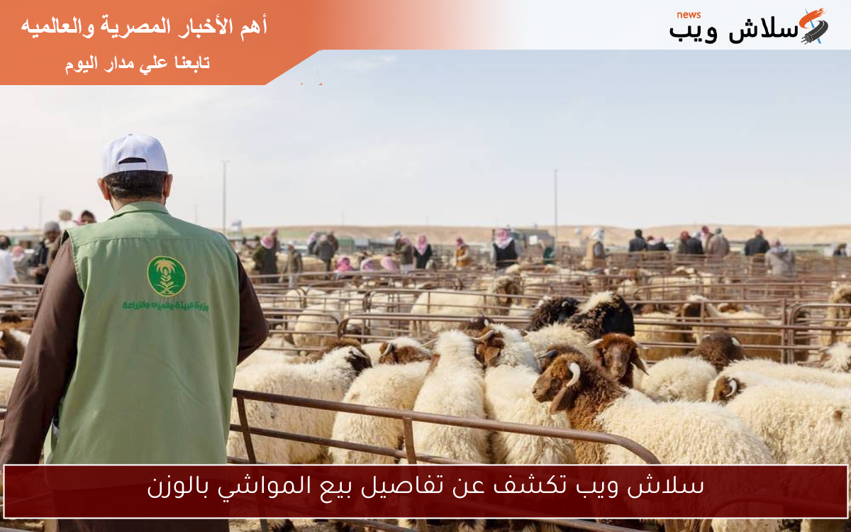 سلاش ويب تكشف عن تفاصيل بيع المواشي بالوزن