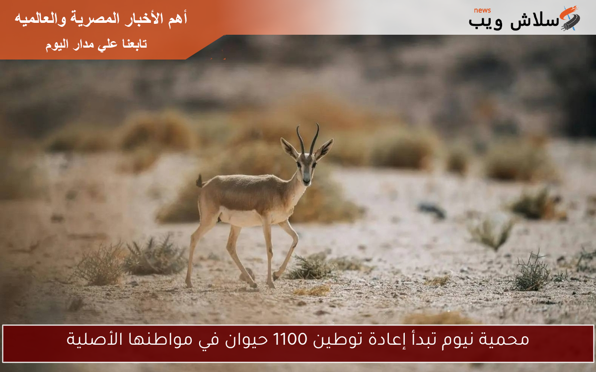 محمية نيوم تبدأ إعادة توطين 1100 حيوان في مواطنها الأصلية