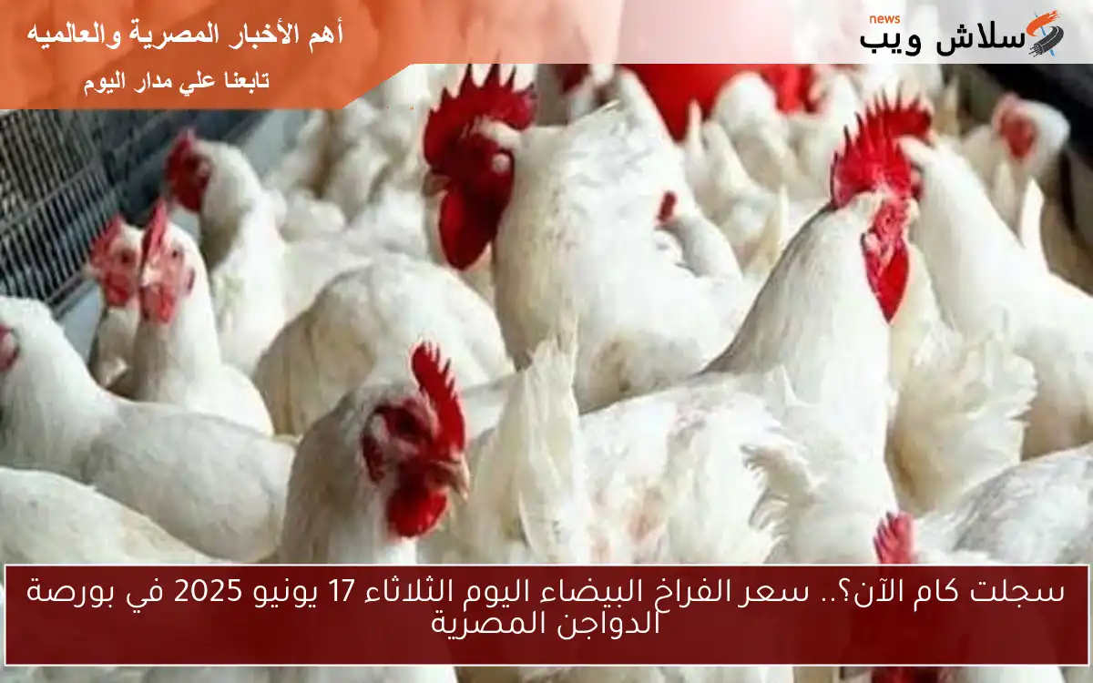 سجلت كام الآن؟.. سعر الفراخ البيضاء اليوم الثلاثاء 17 يونيو 2025 في بورصة الدواجن المصرية