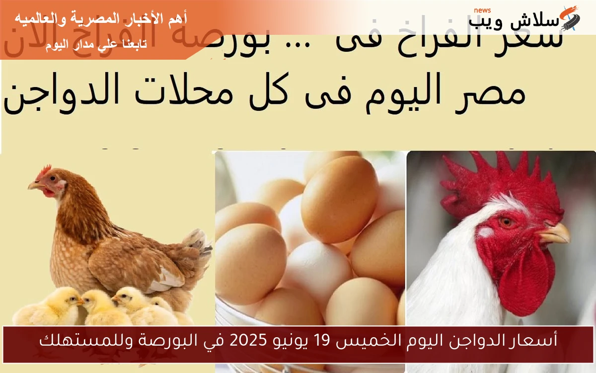 أسعار الدواجن اليوم الخميس 19 يونيو 2025 في البورصة وللمستهلك